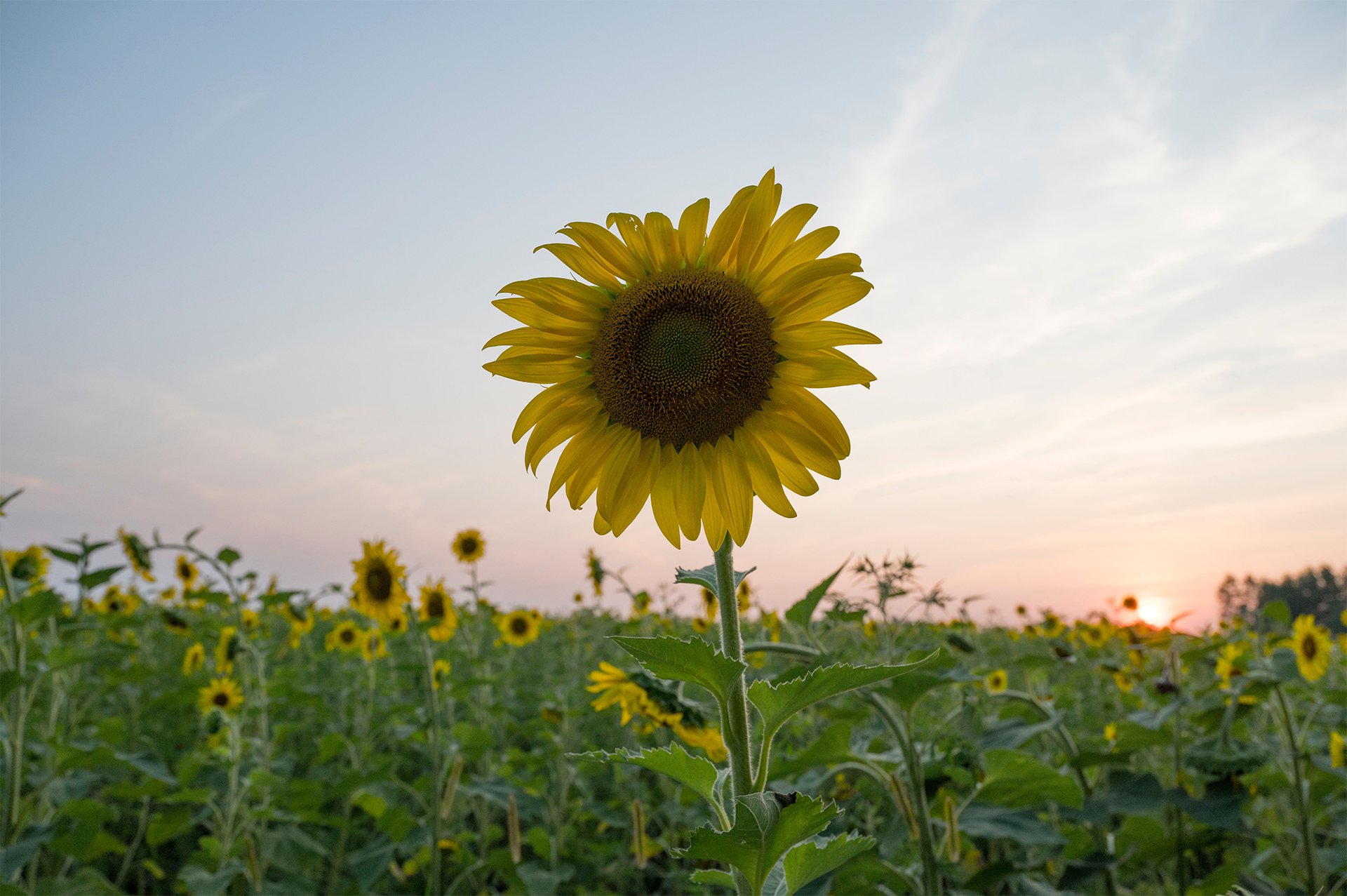 Summer, Sobriety, and Staying Grounded